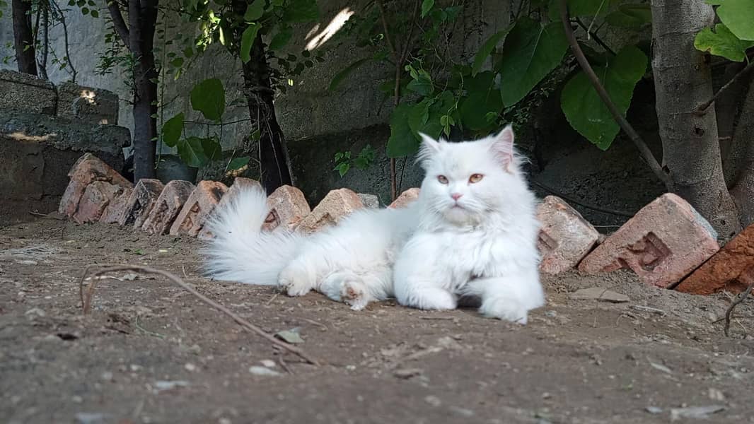 persain cat 1