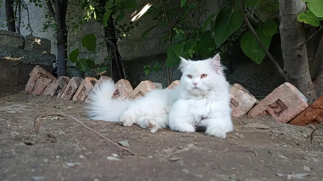 persain cat — photo 2