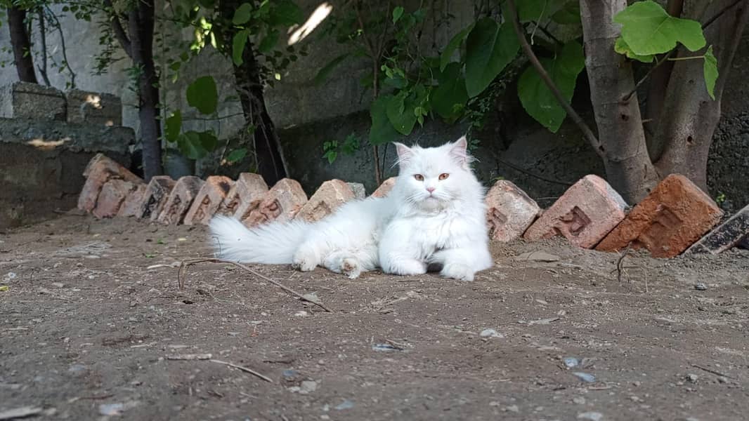 persain cat 2