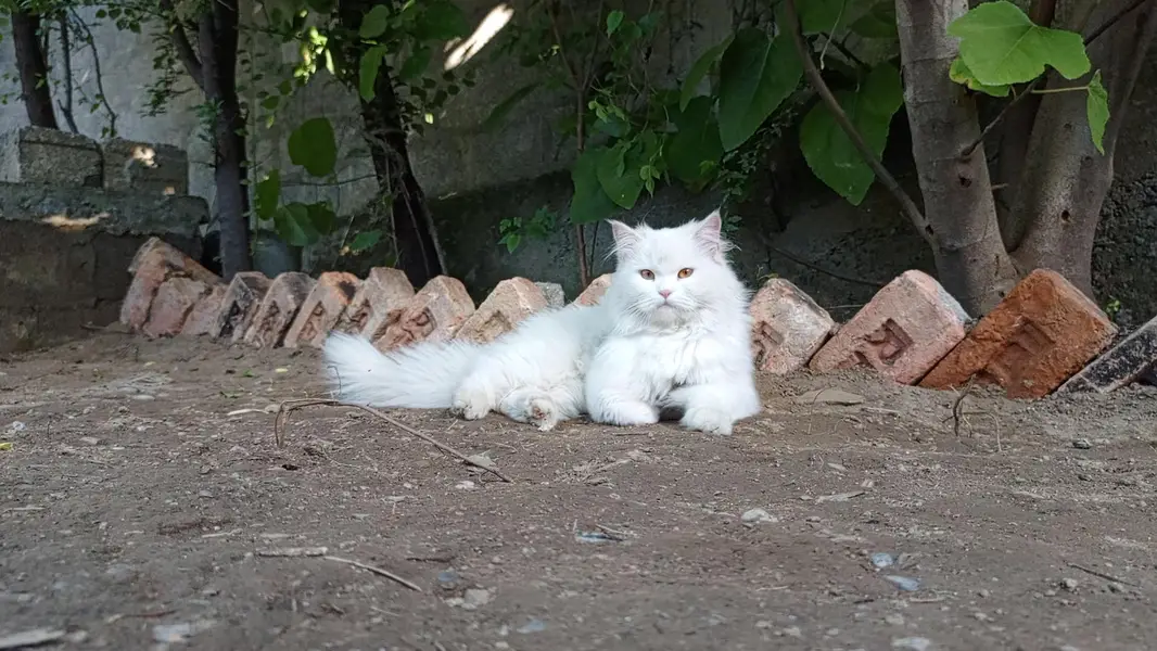 persain cat — photo 3