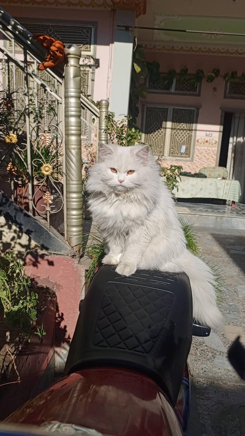 persain cat 3