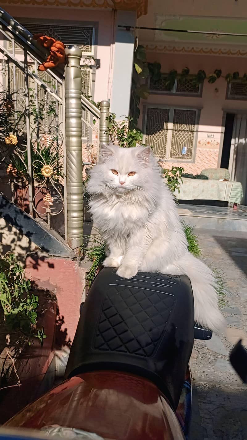 persain cat 4