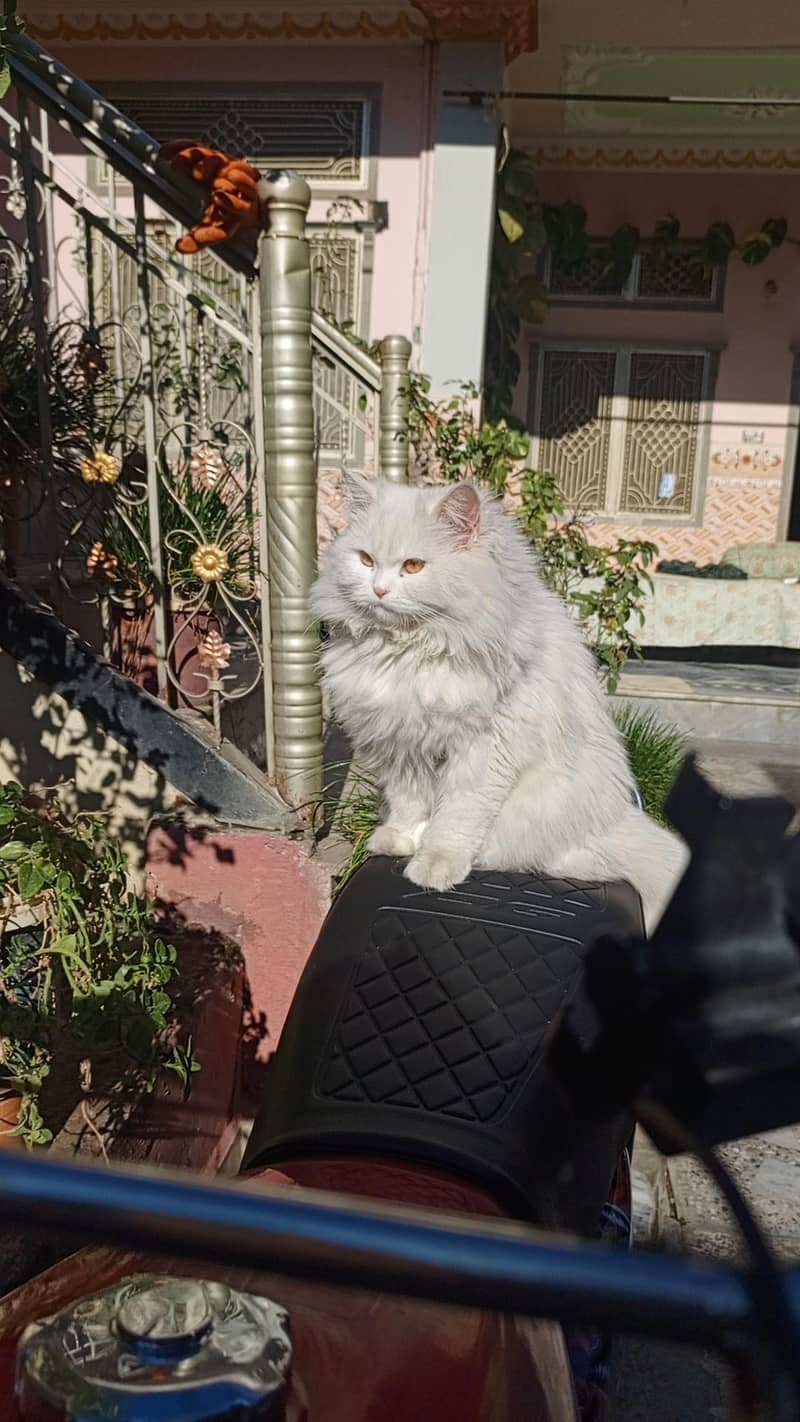 persain cat 5