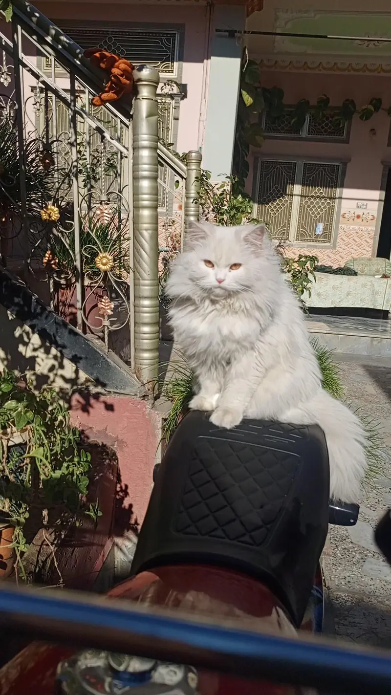 persain cat — photo 7