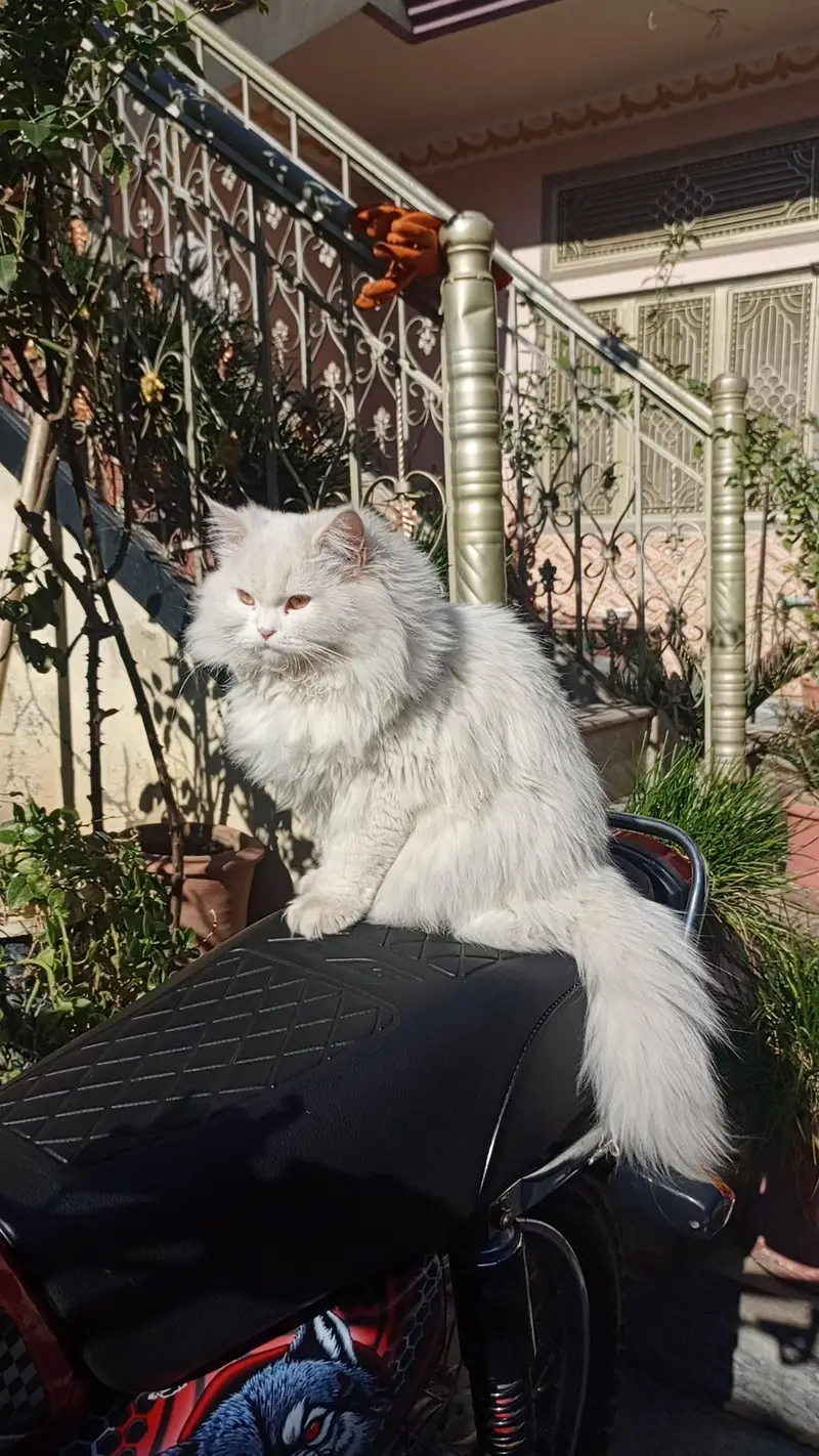 persain cat — photo 8