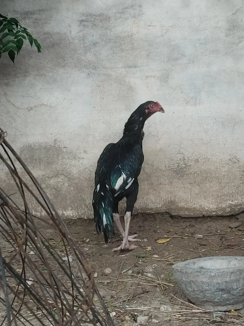 aseel — photo 2