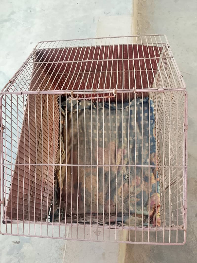 Caged 1