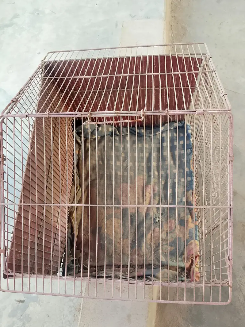 Caged — photo 2