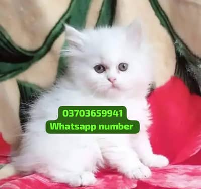 ( Persian Female Kitten ) For sale Contact WhatsApp