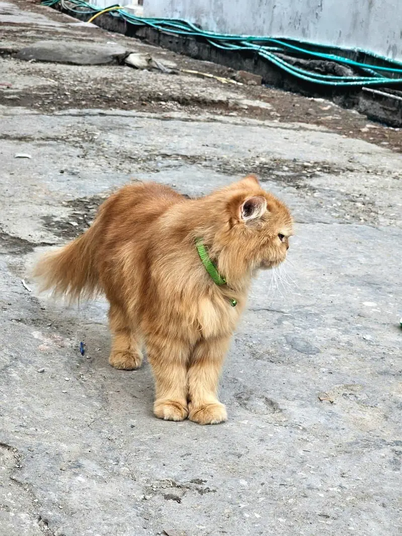 Healthy Pet Cat for Sale