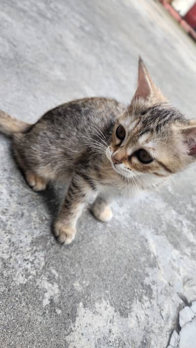 For adoption half Persian cat