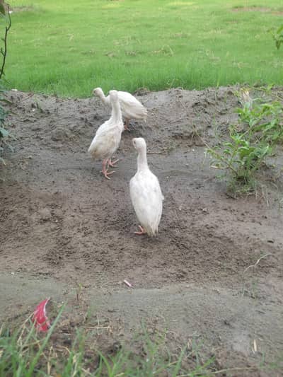 white chakoor chicks premium quality