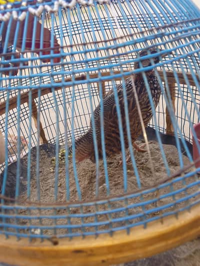 Kala teeter patha for sale