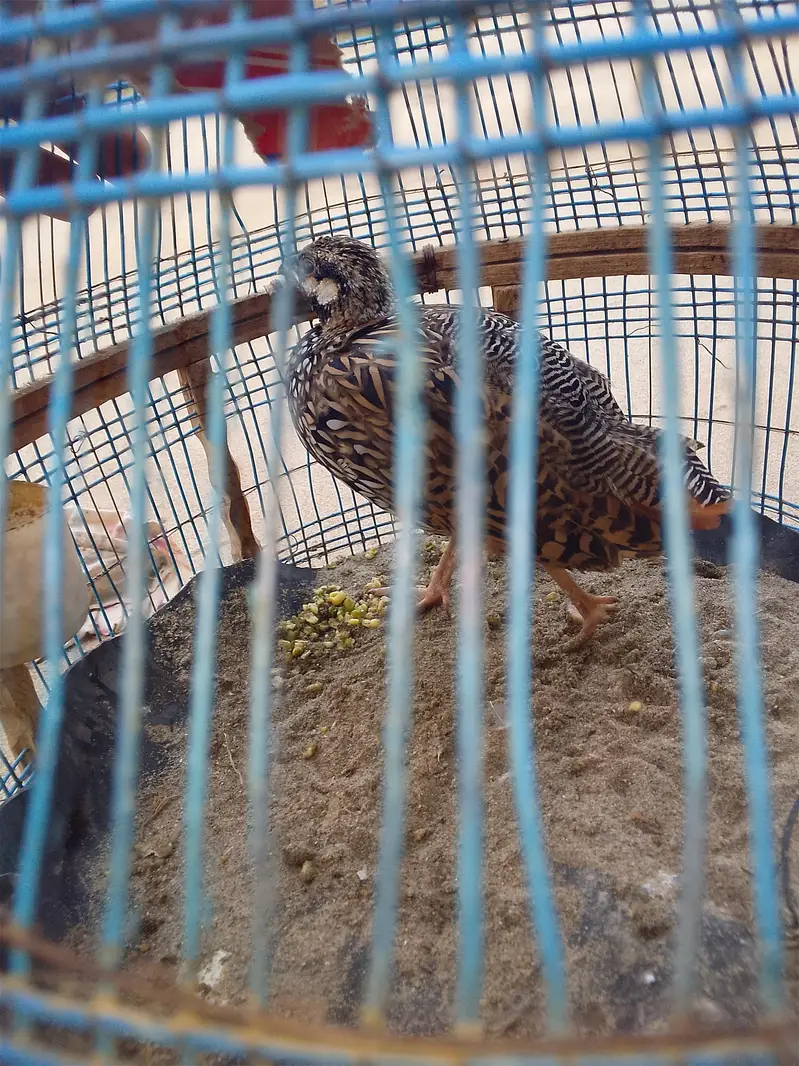 Kala teeter patha for sale — photo 2