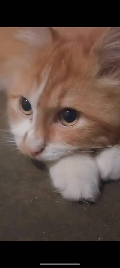 Persian Male Cat – Friendly & Litter Trained