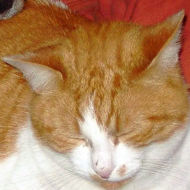 Persian Male Cat – Friendly & Litter Trained — photo 2