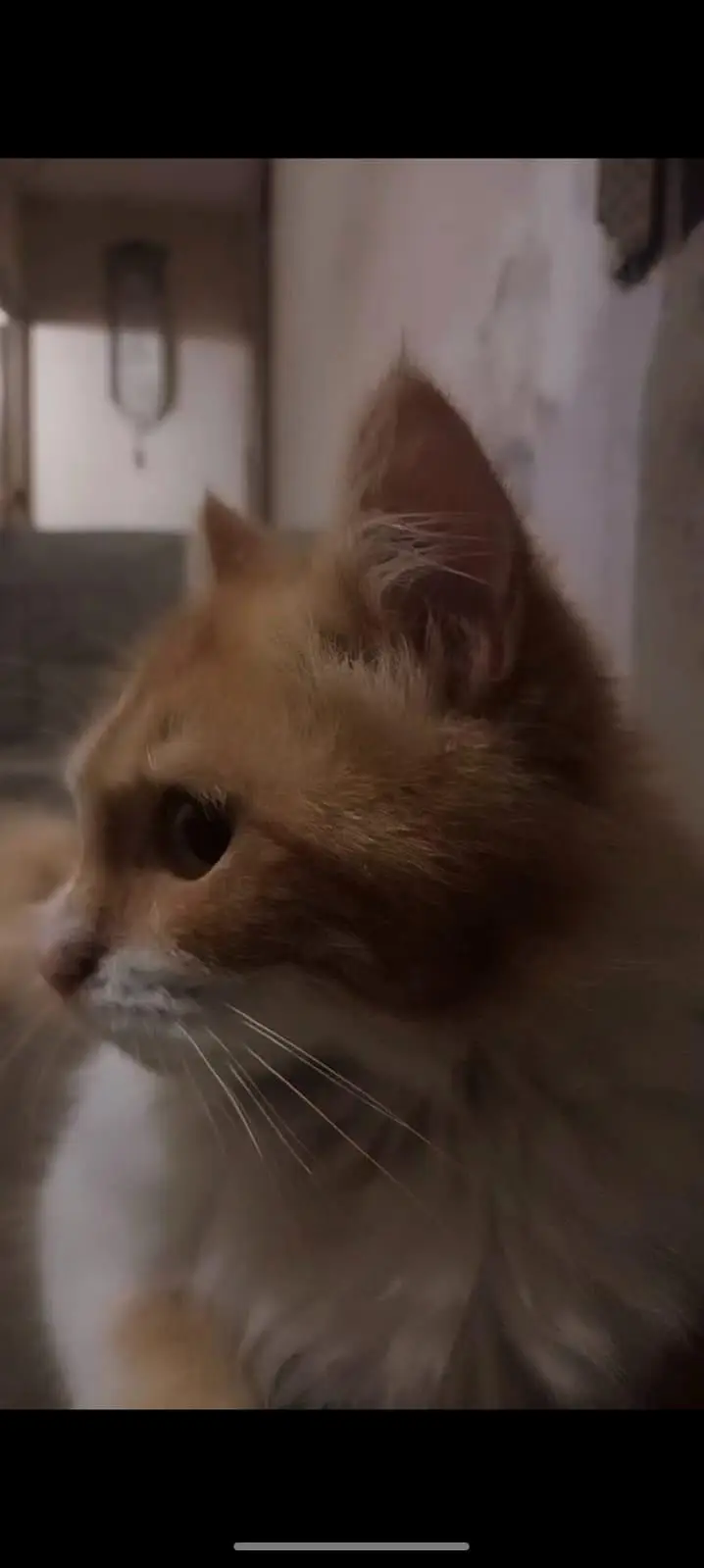 Persian Male Cat – Friendly & Litter Trained — photo 3
