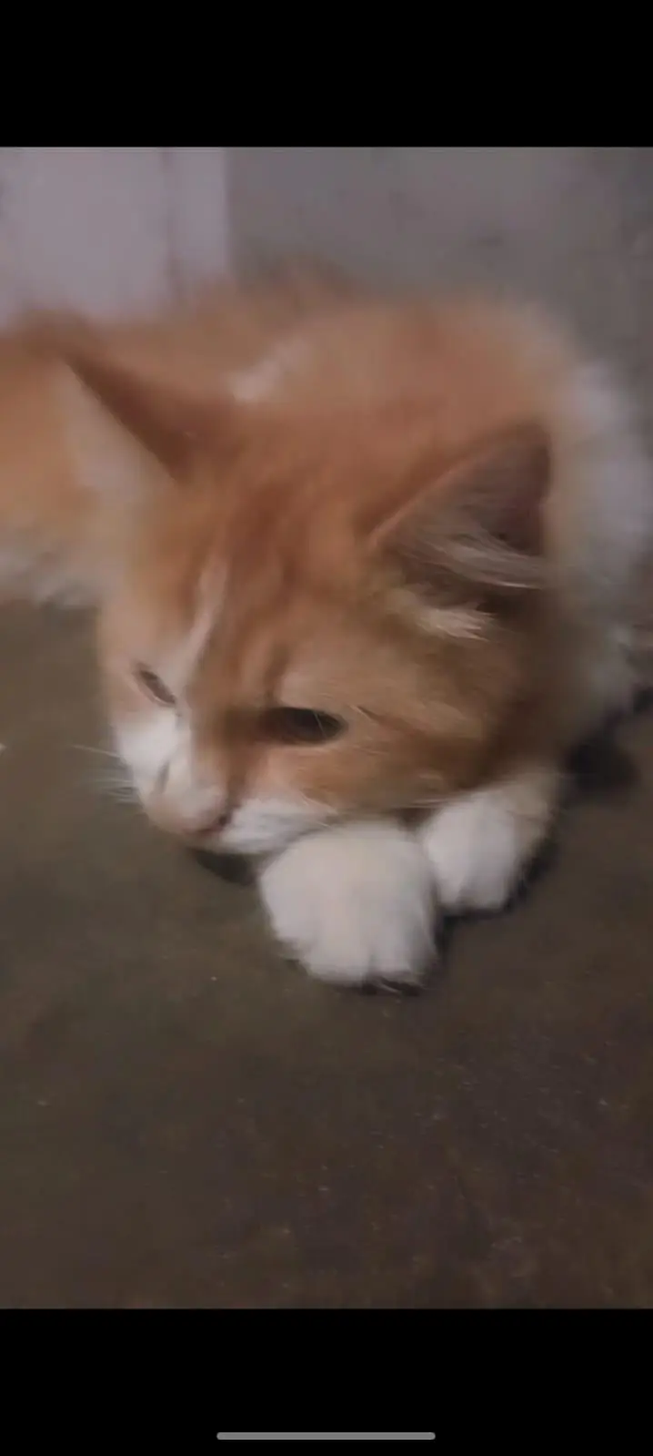 Persian Male Cat – Friendly & Litter Trained — photo 4