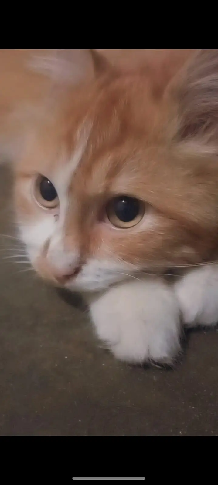 Persian Male Cat – Friendly & Litter Trained — photo 5