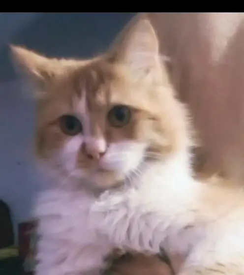 Persian Male Cat – Friendly & Litter Trained — photo 6