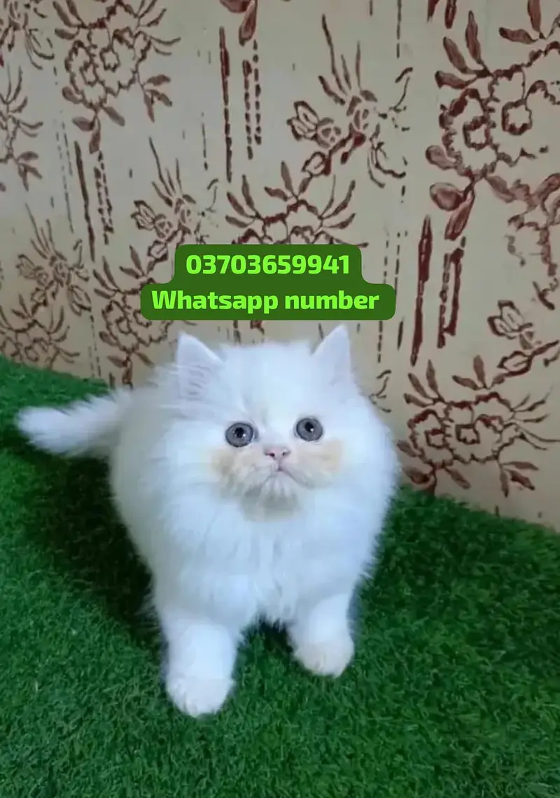 ( Persian Female Kitten ) For sale Contact WhatsApp — photo 2