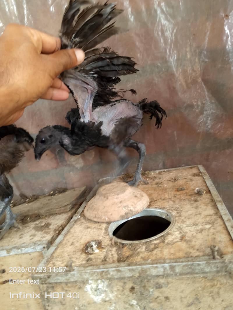 black dragon pathay 6