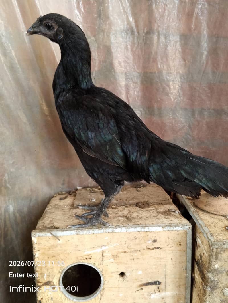 black dragon pathay 9