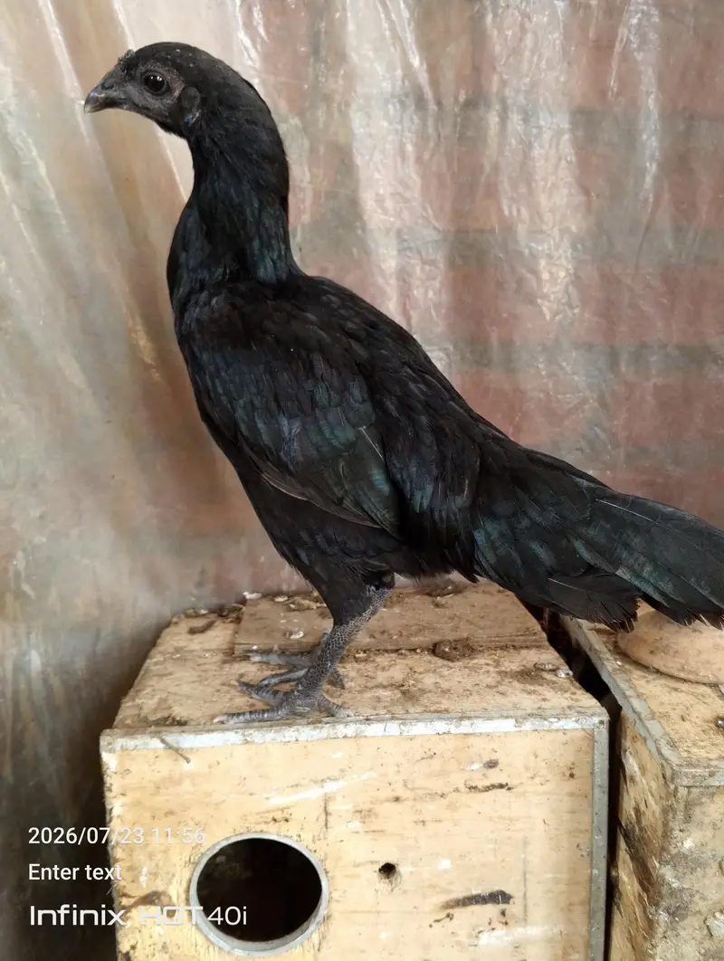 black dragon pathay — photo 10