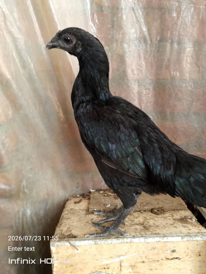 black dragon pathay 10