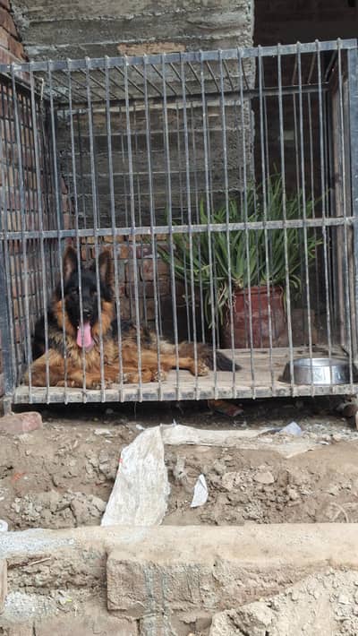 German Shepherd long coat