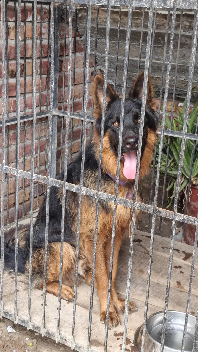 German Shepherd long coat — photo 2