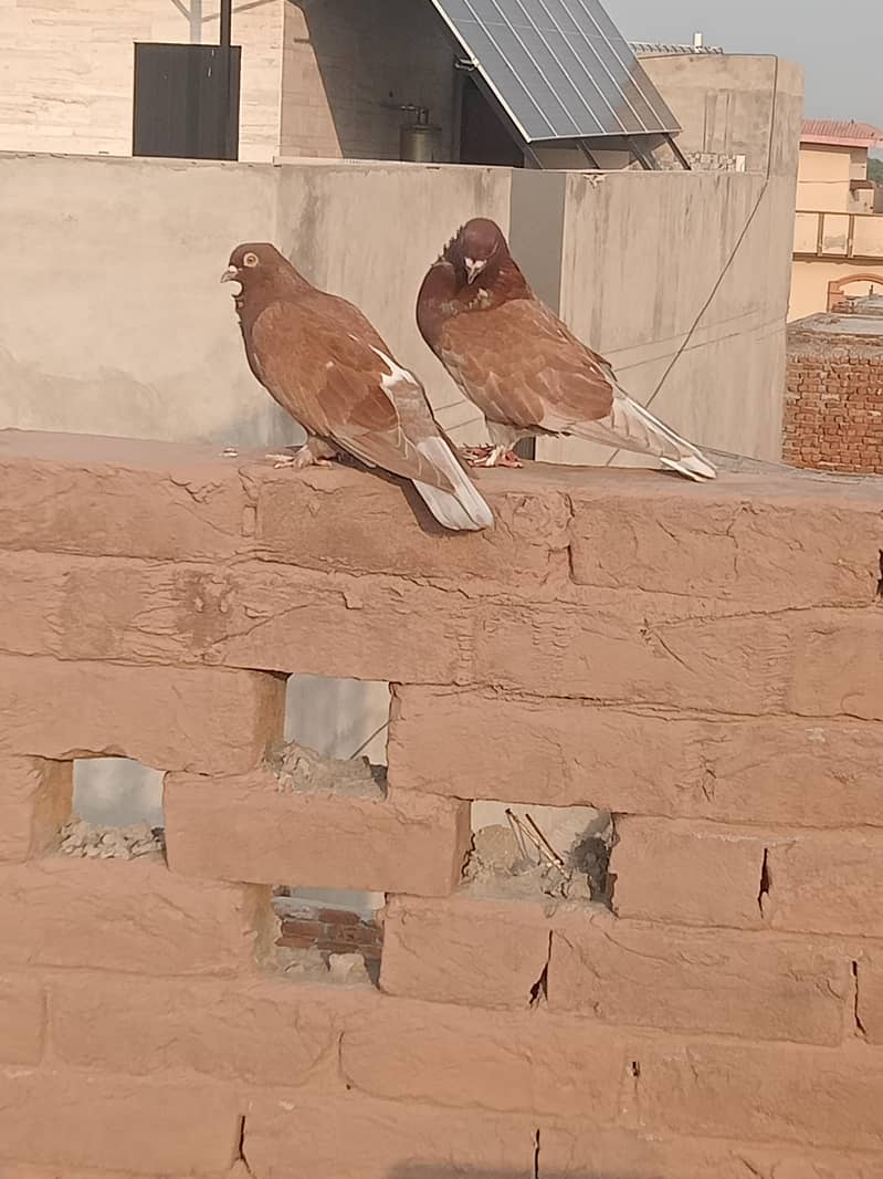 fancy pigeon 0
