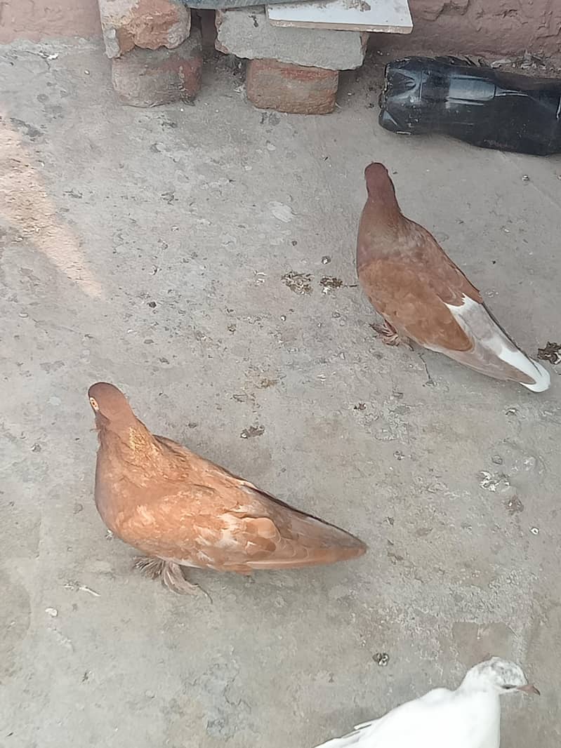 fancy pigeon 1
