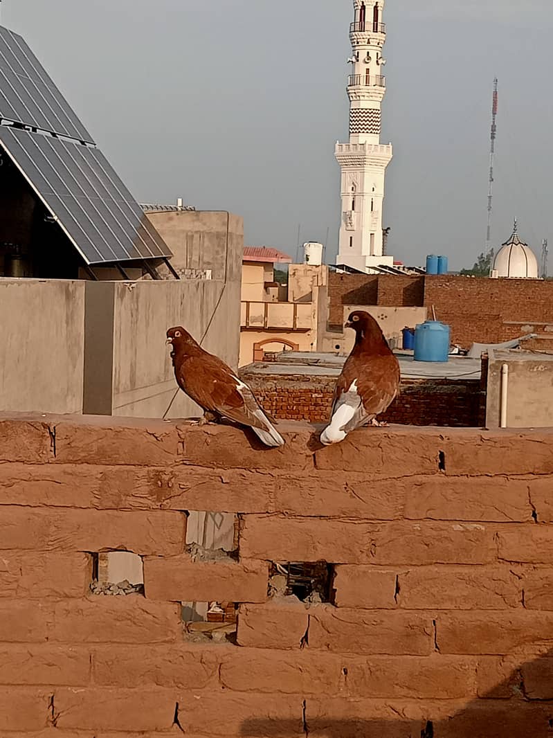fancy pigeon 2