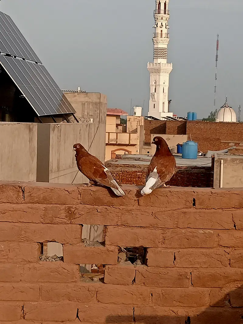 fancy pigeon — photo 3