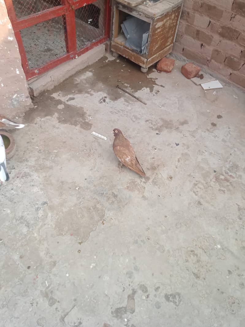 fancy pigeon 4