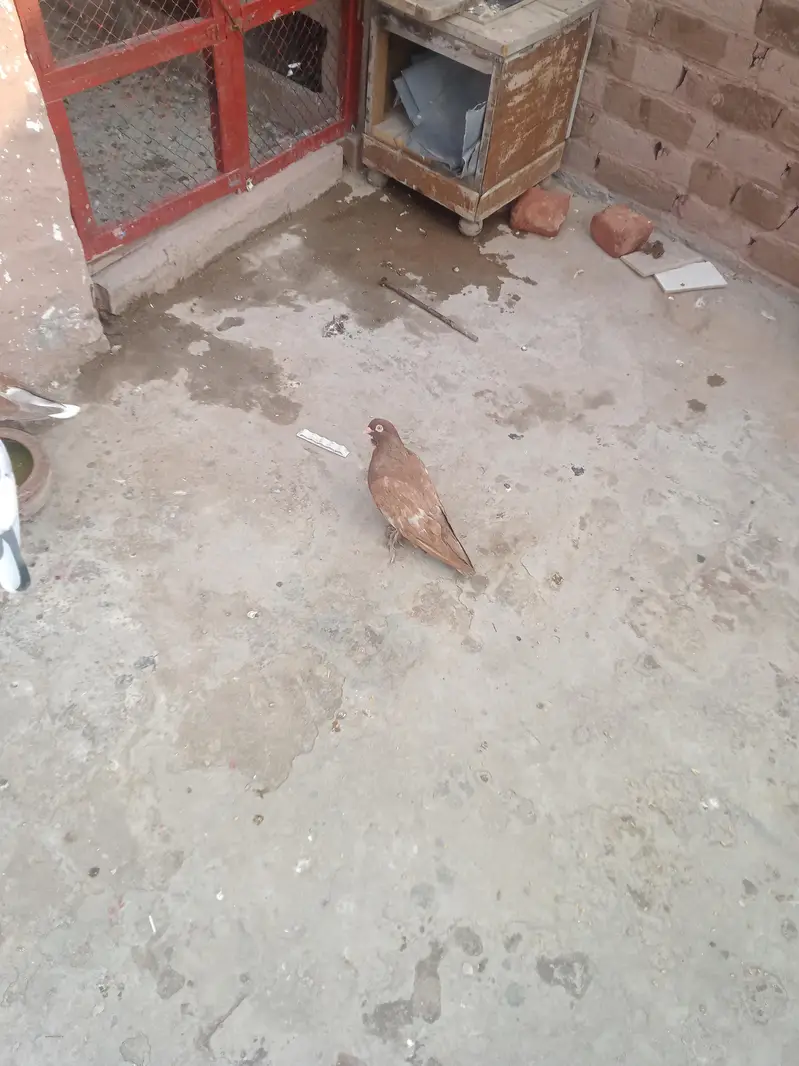 fancy pigeon — photo 5