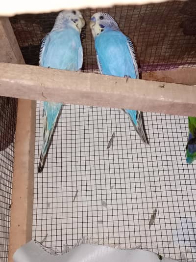 budgies parrot