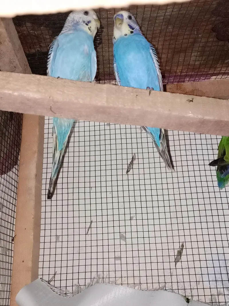 budgies parrot — photo 2