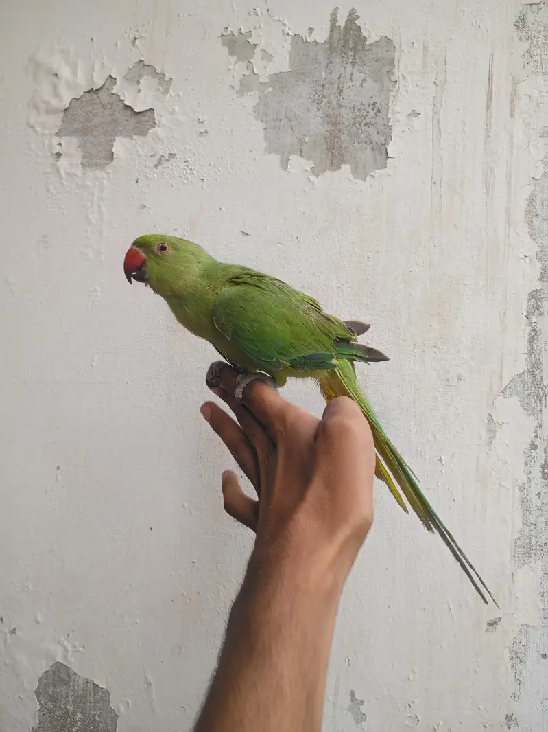 Green Ragnick Handtame — photo 4