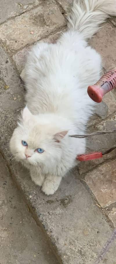 stud male for sale blue eyes matting video available hai