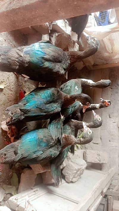 Muscovy Indian jangli birds ducks 8 piece urgent sale