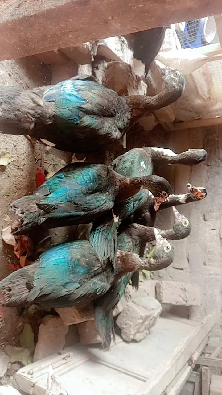 Muscovy Indian jangli birds ducks 8 piece urgent sale