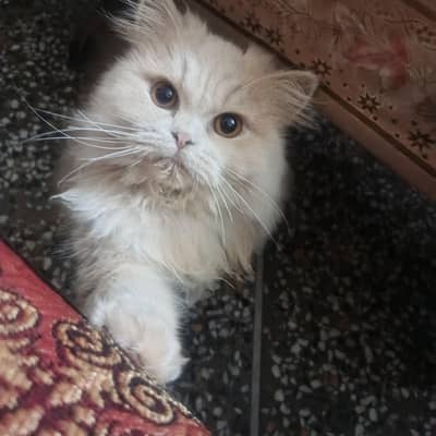 pure Persian more than triple coated