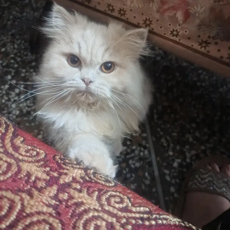 pure Persian more than triple coated — photo 2