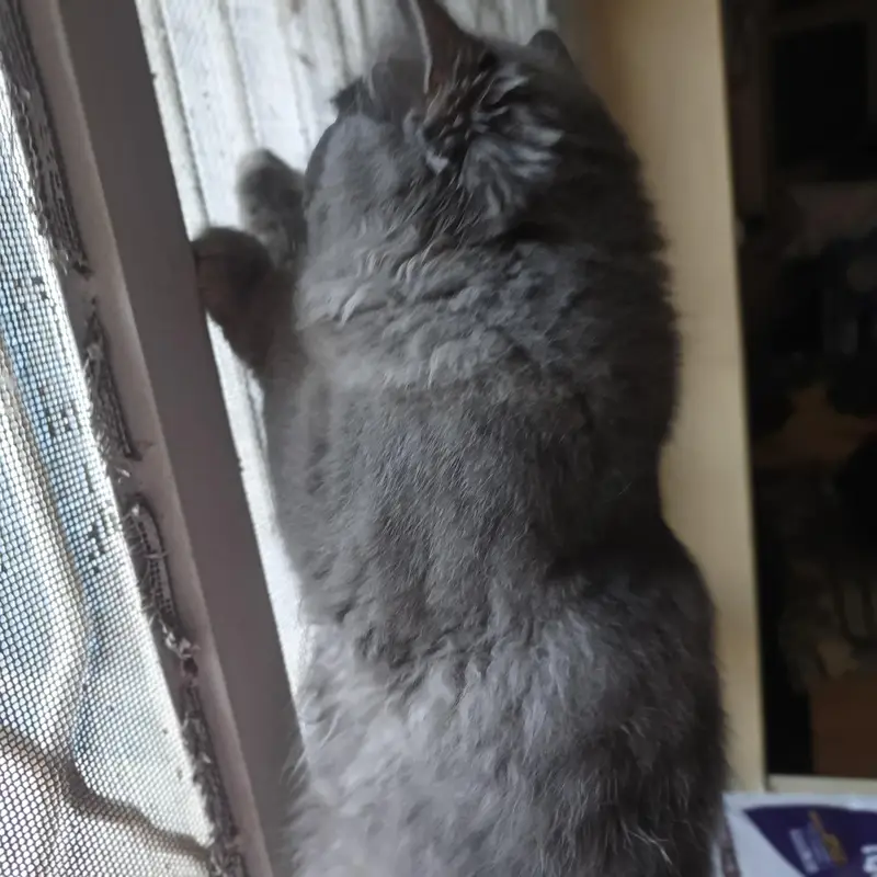 pure Persian more than triple coated — photo 3