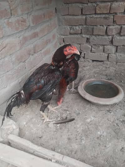 Aseel Mianwali