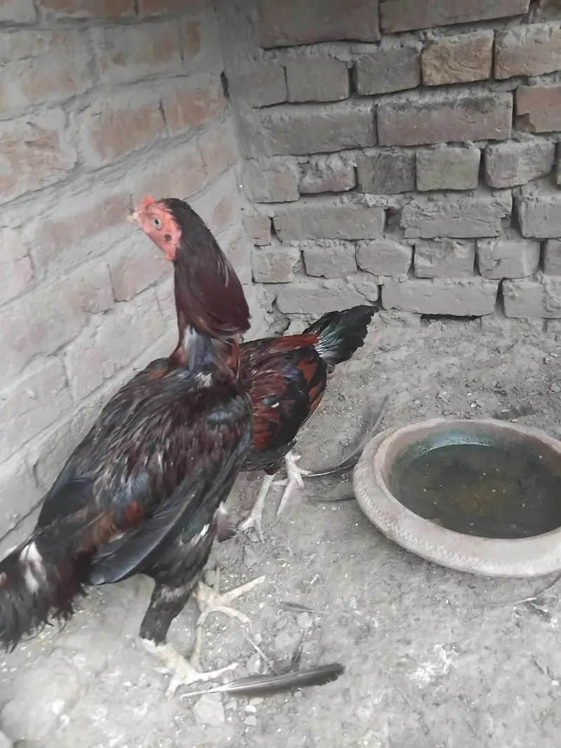 Aseel Mianwali — photo 2