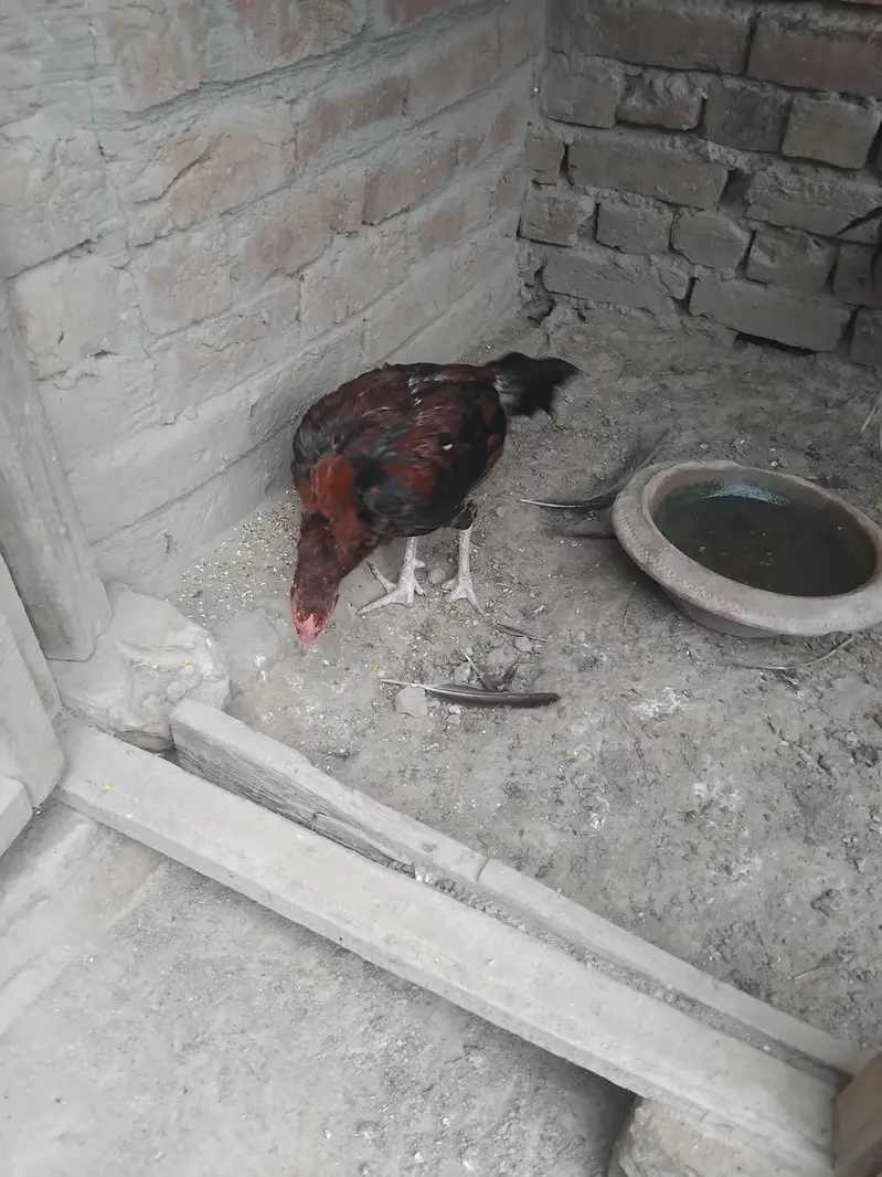 Aseel Mianwali — photo 4