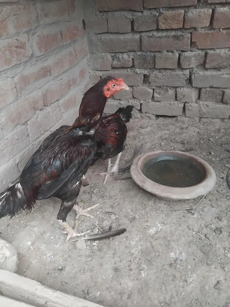 Aseel Mianwali — photo 5